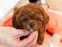 Super Star Toy Poodle Yavrularım