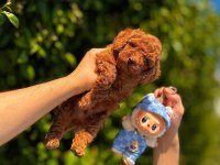 Toy bebeklerimiz ziyarete açık