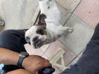 Fransız bulldog merle