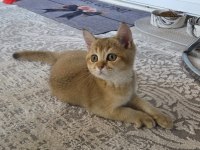 Erkek British Shorthair Golden Ny11
