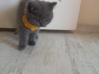 2 aylık kedimiz duman