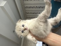 Açıklamayı Oku Scottish Fold