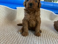 Ev Doğumlu Ailemizde Büyüyen Toy Poodle Yavrularım