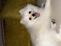 Pomeranian boo köpeği