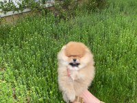 ORİJİNAL TEDDY FACE POMERANİAN YAVRU