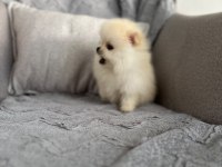 Pomeranian erkek teacup