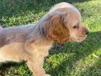 SAĞLIK GARANTİLİ DİŞİ SAFKAN AMERİCAN COCKER SON BİR