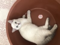 British shorthair