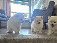 Bebek Kendi Pomeranian Yavrularımız