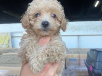 EVDEN ANNE ALTINDAN MALTİPOO