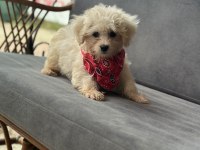 Maltese Terrier Bebek