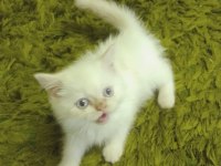 SAFKAN BEYAZ MAVİ GÖZLÜ İRAN KEDİSİ