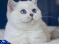 British shorthair dişi