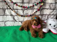 Toy poodle