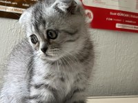 Scottish Fold