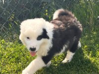BORDER COLLIE YAVRULARIMIZ