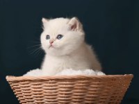 British shorthair golden point