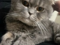 1 yaşında ki oğlumuza yuva arıyoruz scottish fold