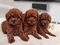 KORE teacup boy toy poodle yavrular Türkiyenin iyileri