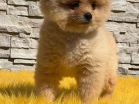 Antalya pomeranian boo