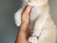 Safkan British Shorthair Erkek