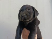 Labrador Yavrularımız