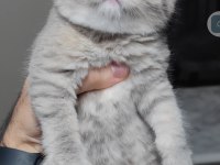 British shorthair kedimiz