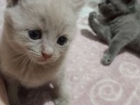 British Shorthair Bebekler - Erkek ve Dişi