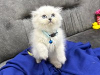 British Shorthair Scottish Fold ücretli sahiplendirme