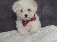 Muhteşem kaliteli maltese terrier yavrularımız