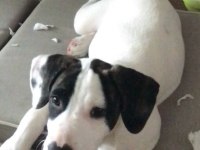 KÖPEĞİMİZ PAMUK KALICI YUVA ARIYOR