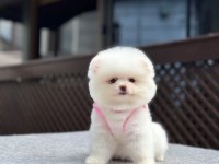 SAĞLIK VE IRK GARANTİLİ POMERANİAN KÖPEĞİ