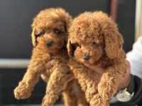 Petmode köpek çiftliğinden toy poodle yavrular