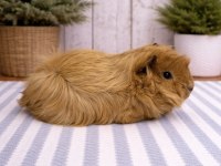 Safkan Peruvian Ginepig Bebekler