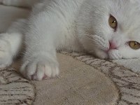 8-9 aylık scottish fold erkek