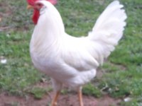 Köy tavuğu
