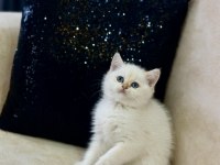 A KALİTE SAFKAN BRİTİSH SHORTHAİR GOLDENPOİNT DİŞİ