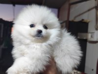 Pomeranian boo köpeğimiz