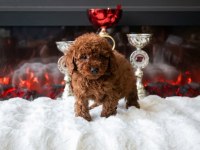 Toy Poodle Yavru Erkek Ve Dişi Yavrular Aşı Yapılmış