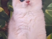 Üst kalite Erkek British Shorthair Yavru