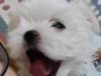 Kore maltese bebekler