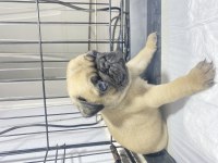 Pug mops yavrular
