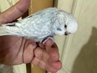 36 GÜNLÜK JUMBO ERKEK BEBEK MUHABBET KUŞU