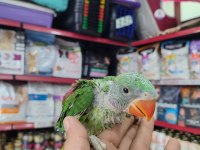 EL BESLEME ALEXANDER BEBEKLER
