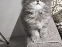 Yün Yumağı Çok Tatlı Chinchilla Yavrularım