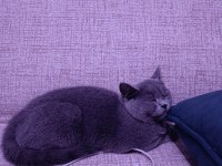 Sahibinden british shorthair