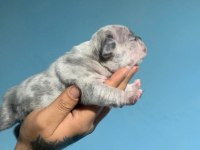 French bulldog yavrularımız ırk garantilidir