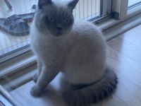 Sevimli british shorthair blue point kedimizi sahiplendirmek