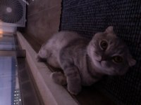 Scottish Fold Luna Kızımıza Yuva Arıyoruz