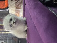 British Shorthair Scottish Fold yavrular
